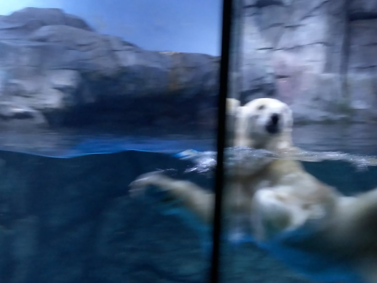 福島 カブ太 八景島シーパラダイス3 シロクマ 撮影日8月2日