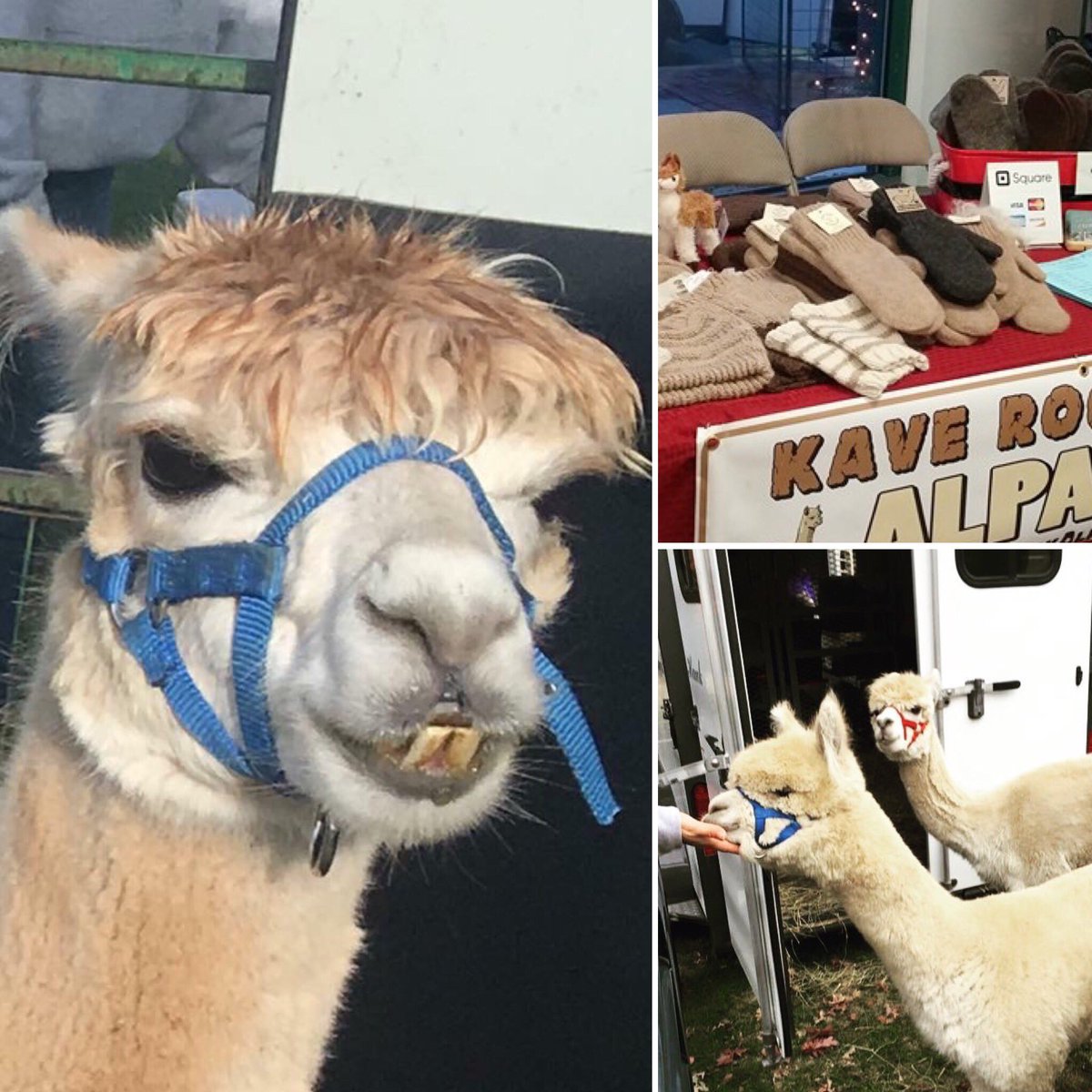 Pucker up! The beloved <a href="/kaverock/">Kave Rock</a> farms Alpacas return this week. They will be bringing their super comfy alpaca wool hats, scarves and mittens as well! #alpaca #alpacawool