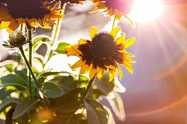 PhotosByAngieD's tweet photo. Shoot with 100mm macro and backlit by the sun. https://t.co/gE9rFySzZ6 https://t.co/N3fChcFNSi
