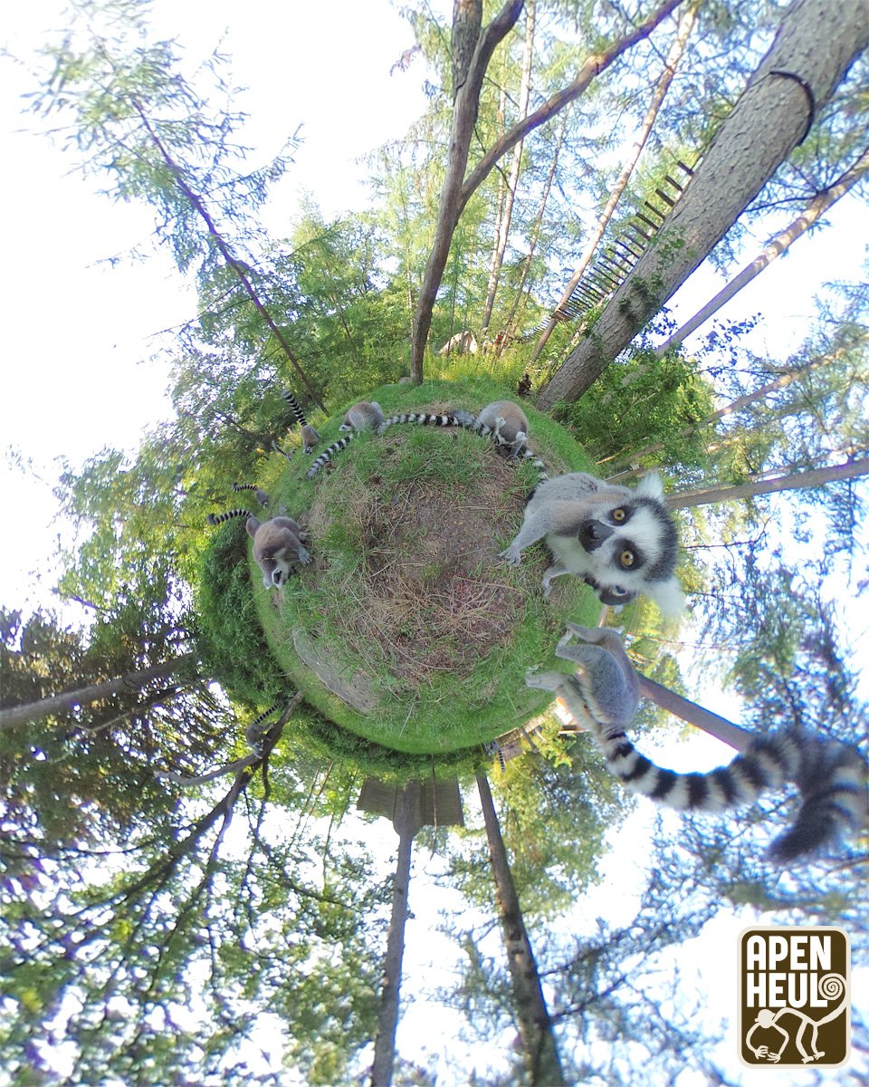 DeVeluweNieuws's tweet image. RT Apenheul: In Apenheul draait de hele wereld om apen ;-) #tinyplanet #360graden