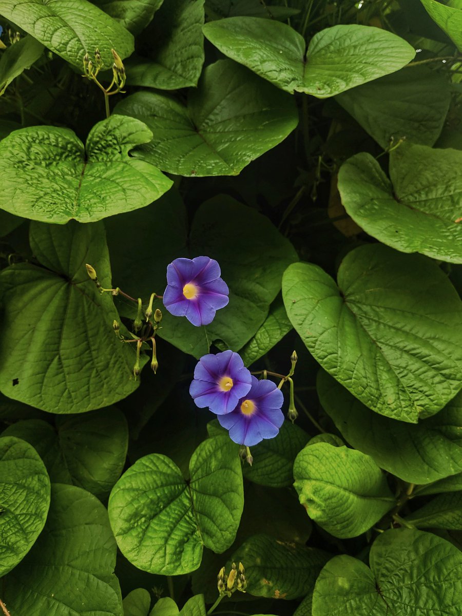 thinkbigh's tweet photo. Three ☘️ ! #naturethings
#flower #chamundihills #green #shotonpixel #shotonpixel2 #teampixel @GoogleIndia @madebygoogle @googlesnapseed https://t.co/qAuoqOV3La