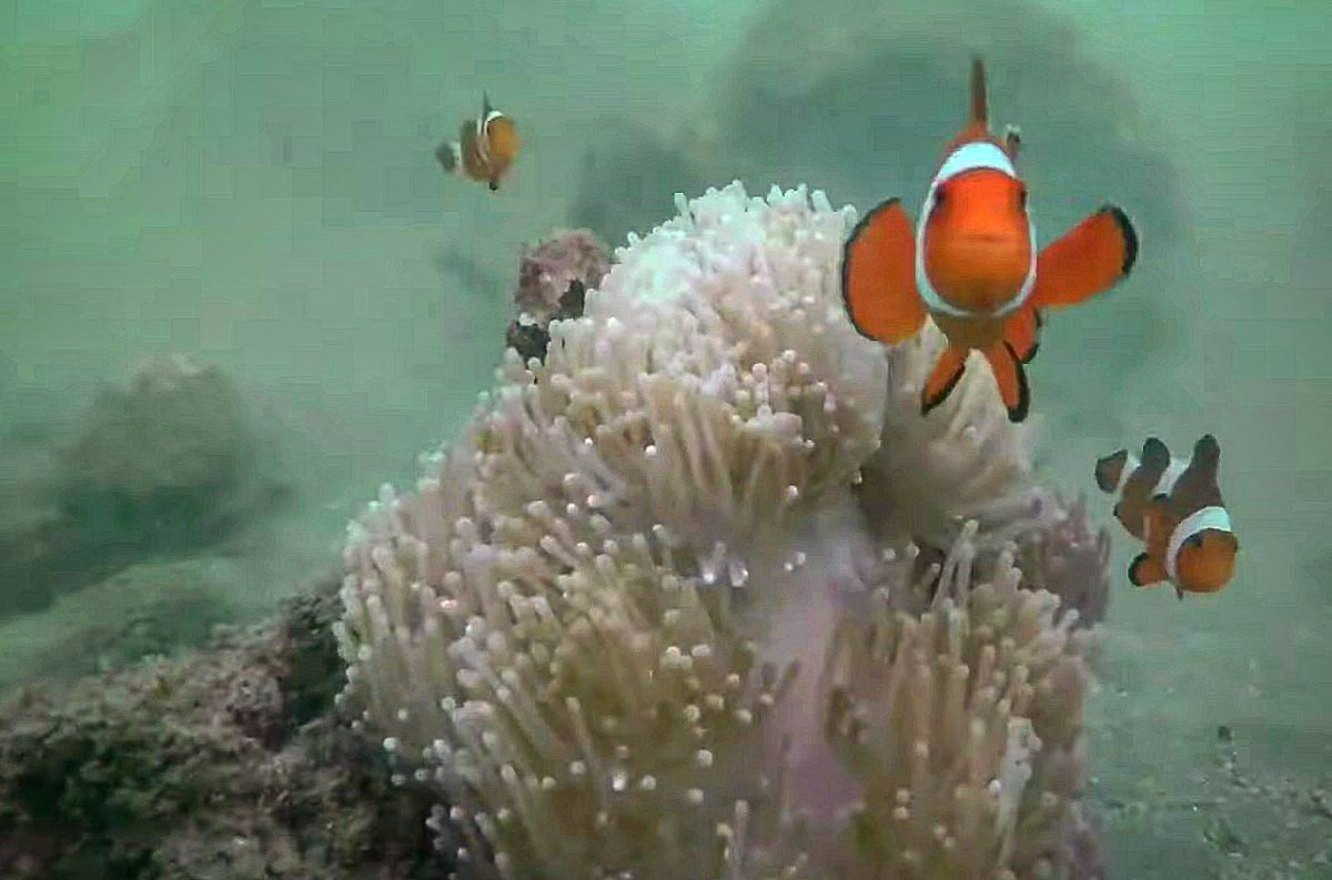 FPphayam's tweet photo. In the seabed of Koh Phayam in the the left side of Aow Khao Kwai during a snorkeling session it is possible seeing alive corals with the beautiful Nemo fishis
#aowkhaokwai #buffalobay #kohphayam #ranong #thailand #thai #kohlife #paradise #andaman #snorkeling #coral #nemofish https://t.co/eiRXbWbfEo
