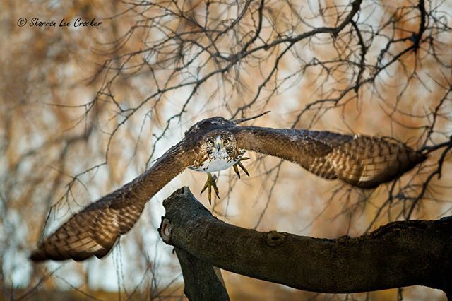 SharronCrocker's tweet photo. Coming at 'ya - Red Tailed Hawk. #DevelopPhotoWeek #SonyAlpha @DevelopPhotoWeek #DevelopPhotoWeekMoves https://t.co/BHgS3sSS22 https://t.co/0yJoEjTFui