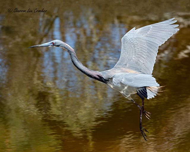 SharronCrocker's tweet photo. Tricolored Heron - Chincoteaue. #DevelopPhotoWeek #SonyAlpha @DevelopPhotoWeek #DevelopPhotoWeekMoves https://t.co/PxJXgRfolM https://t.co/qe1RsG3ug0