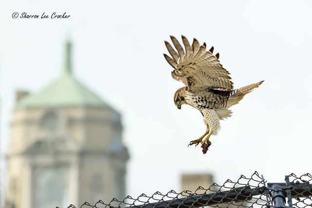 SharronCrocker's tweet photo. Young Red Tailed Hawk playing.  #DevelopPhotoWeek #SonyAlpha @DevelopPhotoWeek #DevelopPhotoWeekMoves https://t.co/BrKZ7fk7Ol https://t.co/0nj6oYmEpD