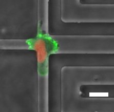 UPFBarcelona's tweet photo. #Biología🔬
Un equipo internacional de científicos ha definido el mecanismo molecular que impulsa el movimiento celular 🦠 en entornos extremadamente estrechos.
La clave está en la #presiónhidráulica🚿🌊.
https://t.co/kucXw7UBAX
@JohnsHopkins @UPFbiomedia https://t.co/OwPiYnIHUY