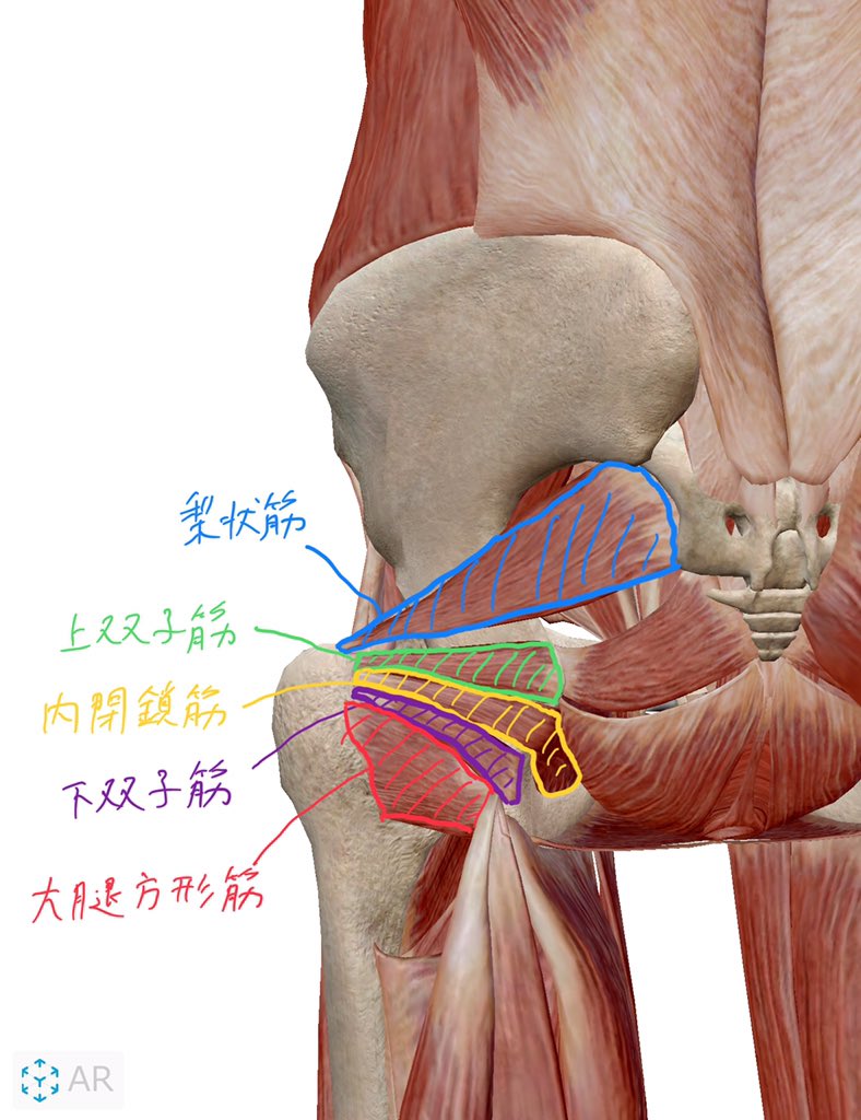 子 筋肉 転 大 下半身太りの原因！大転子（だいてんし）を即効で引っ込める方法！