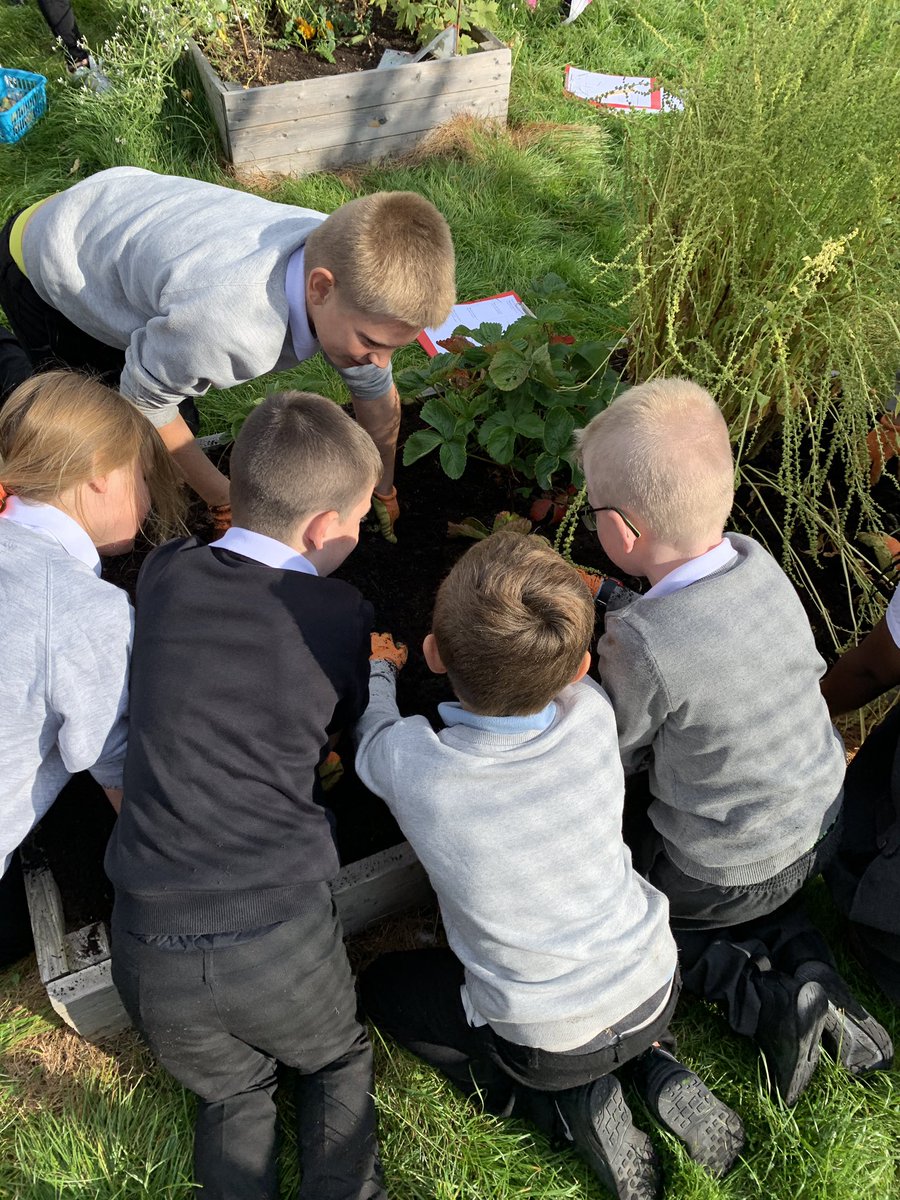 MissRoche2's tweet photo. I was so impressed with the enthusiasm today. We harvested our vegetables from our school garden! Expect lots of tatties to be brought home π₯ #learningwithpitpals @OSF_SchGardens @VLWoodside https://t.co/yfHFSeEK8I