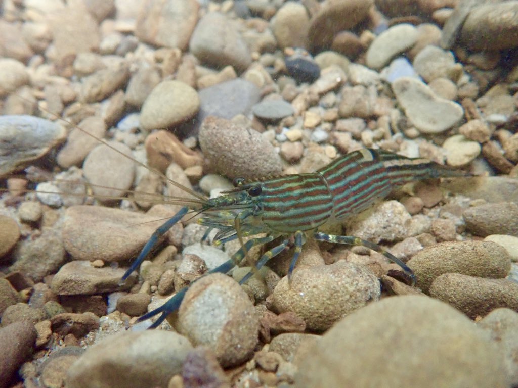 Paratya1101's tweet photo. ツブテナガエビ 
Macrobrachium gracilirostre 
まじで綺麗！！！こんなの見れて、とても幸せな1日を過ごすことができた。 https://t.co/5TCFiA05ht