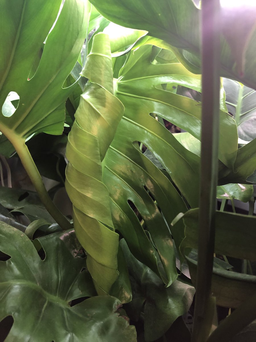 thatmelanintho's tweet photo. ⚠️ #trypophobia #trypophobiawarning ⚠️Omg a second row of fenestration holes near the spine 
The mama leaf didn’t have these yet I’m so excited 
I can’t wait to meet you lil big guy :,) And a big leaf on the monsteras in my room is opening up
🎉welcome to the world🎉 https://t.co/F0PR5DY1n8