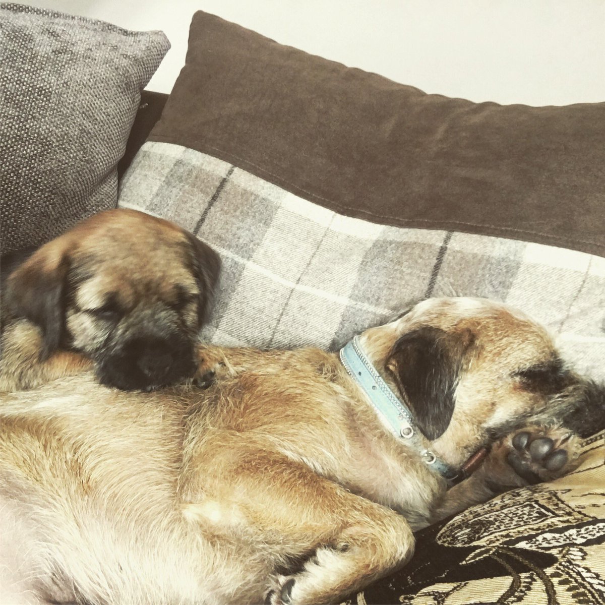 TheyHaveThat's tweet image. #bestfriends it’s nap time ❤️Treat the ones you ❤️and save 10% by using code LAUNCHED theyhavethat.co.uk 🐾🐾🐾 #novelty pet products #ThursdayThoughts #discountcode #dogsofinstagram #launch #newbusiness #pets #love #newbrighton #wallasey