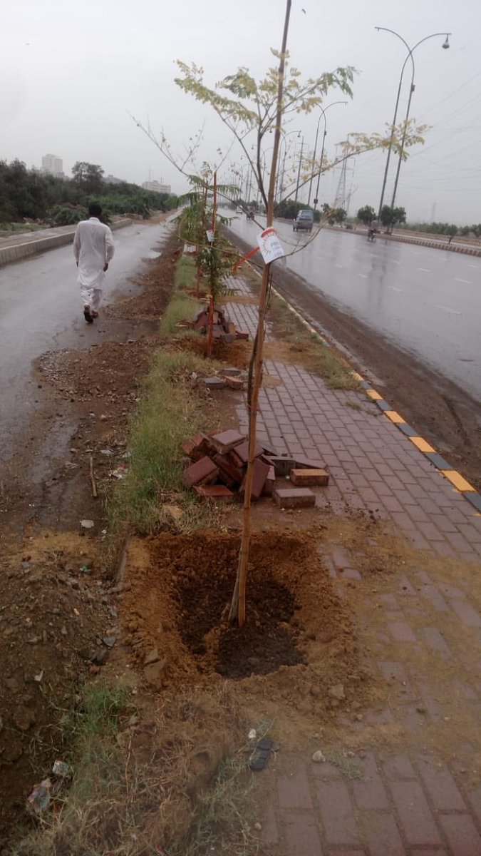 The plantation drive along both sides of Mai Kolachi Road has been completed. Thank u Bohra Community for supporting us in this initiative. More people can come and join us #TogetherWeCan #Environment #SarSabzSindh