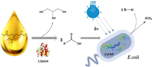 ChemPhotoChem's tweet photo. Photoenzymatic production of next generation #biofuels from natural #triglycerides combining #hydrolases and a photodecarboxylase #biocatalysis (Hollmann, Wang et al. South China Uni of Technology, @tudelft) https://t.co/Ut8etBKAw0 https://t.co/EzGLvLY6Rk
