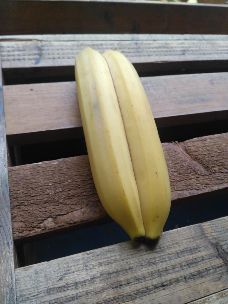 ABananaStand's tweet image. Another rare find! After being open for almost 4 years and giving away more than 7,000,000 bananas at the #CommunityBananaStand, we've only found 2 pairs of Double Bananas! Have you ever seen one in the wild? Let us know!