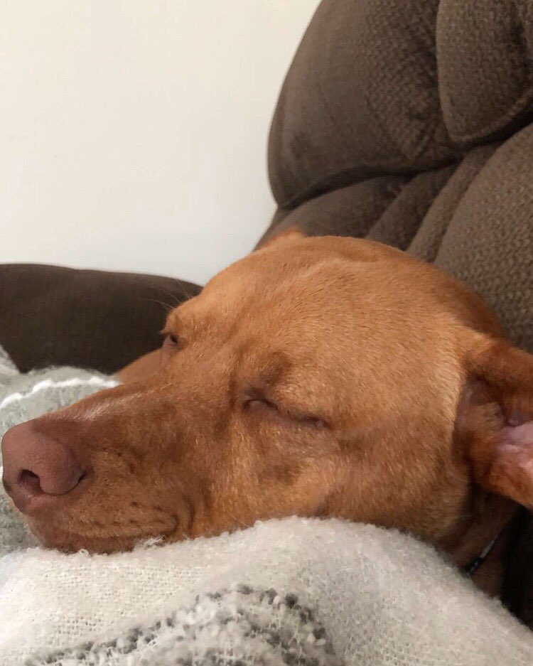 Afternoon nap...dreaming of some CAPS HOCKEY ❤️💙 36 DAYS! 
.
.
#capscanines #hockeypupsforlife #capspets #hockeypups #countdownforhockeyseason #pitbullnap #doglove #doglife #pitbull #pitbullmix #dognap #letsgocaps @ryanharding86