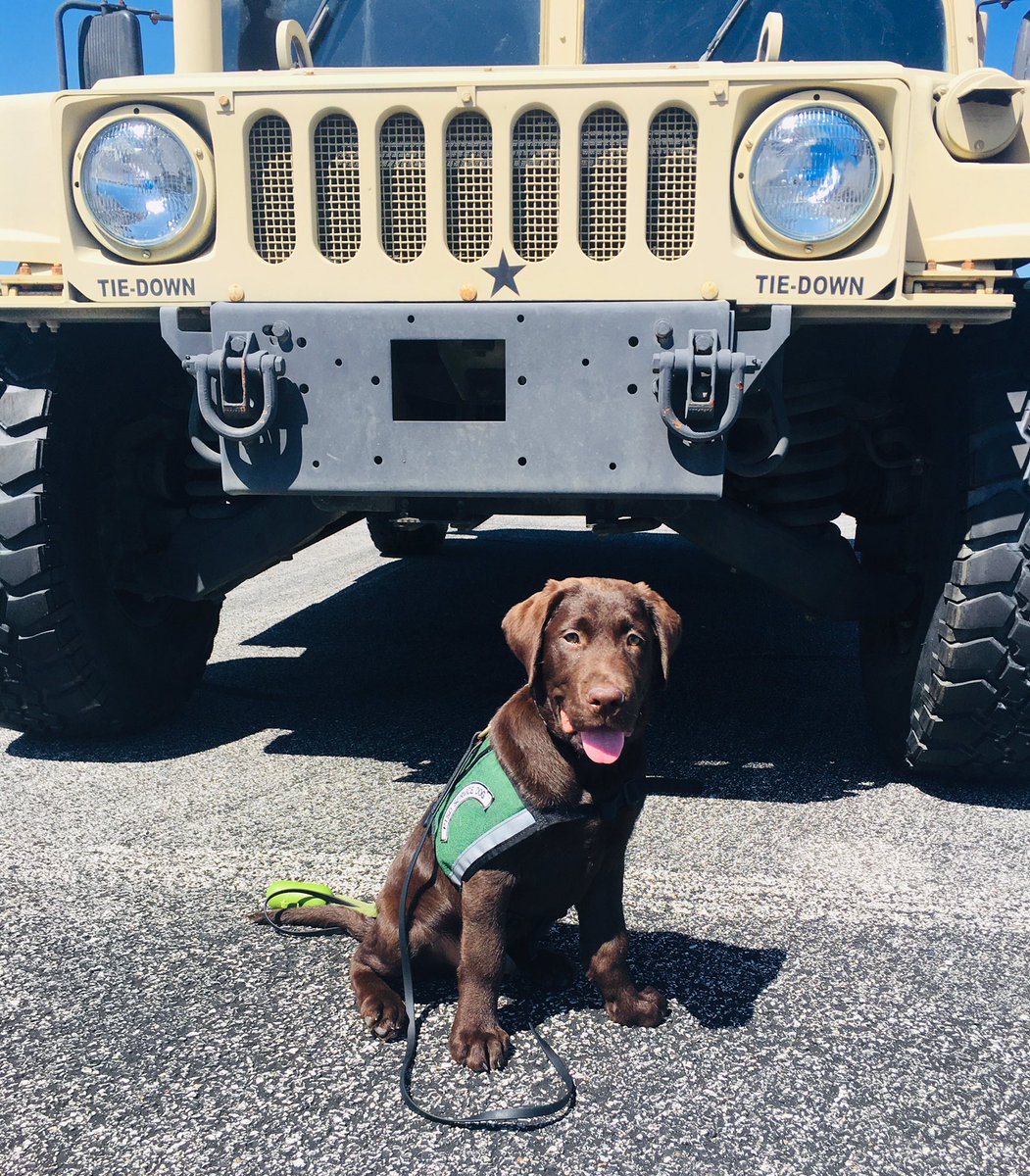 gy6ptsdsupport1's tweet photo. This sweet fella’ had a great day of running errands and even got to stop by Scott AFB to see our SF members! #scottairforcebase #scottafb #dogsintraining #gotyoursix #gy6 #ptsd #ptsddogs #ptsdsupportdog #ptsdservicedog #servicedog #servicedogsoftwitter #nonprofit #veterans #hope https://t.co/6suQDThdzn