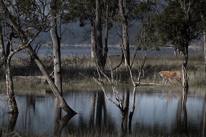 Every organism has a unique ecosystem within which it lives. This ecosystem is its natural habitat. This is where the basic needs of the organism to survive are met: food, water, shelter from the weather and place to breed its young.