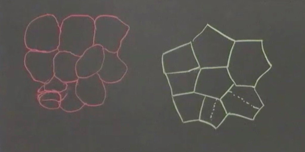 KITP_UCSB's tweet photo. ICYMI: Blackboard Talk — A Grand Unified Theory for Plants & Animals? with Elliot Meyerowitz (@Caltech) & #KITP Permanent Member Boris Shraiman https://t.co/a89tK8NPUN #MORPHO19 https://t.co/xmnZyIy4qd