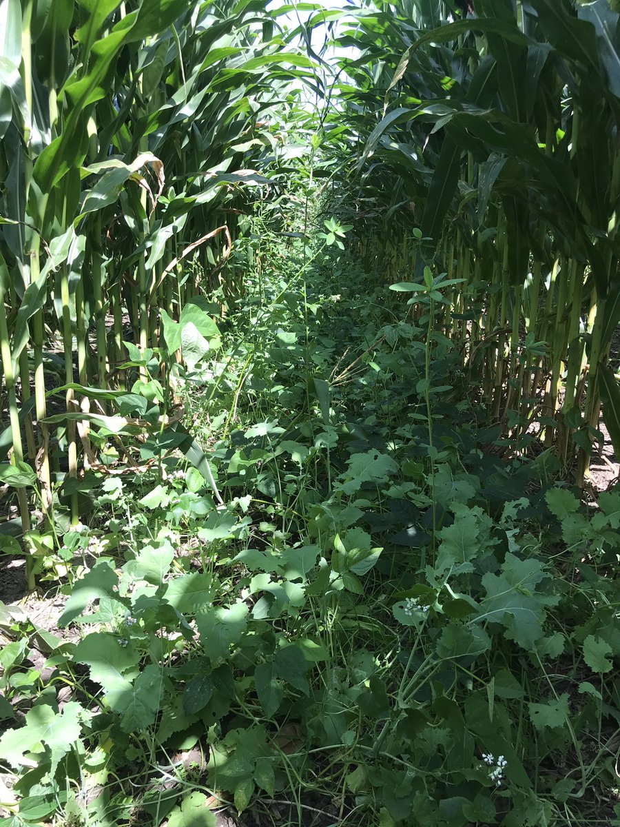 60inCornFarmer's tweet photo. Same date last year. #interseeded #covercrops https://t.co/2KzypUPbhg