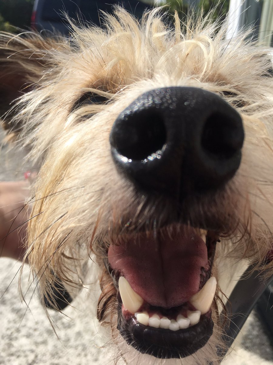 leggy_hound's tweet photo. Aaaroooow!!! #DogsofTwitter #happydog #aaaroooow https://t.co/K01xbUMUOc