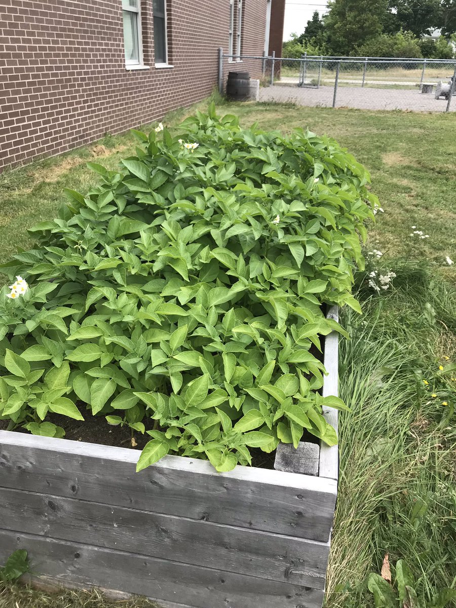 NoftallClass's tweet photo. Veggies are growing great in Gullies Community Garden!🥬🥔🥕🥒🌱🌿@UGEABC @NLESDCA https://t.co/qHhGntLs97