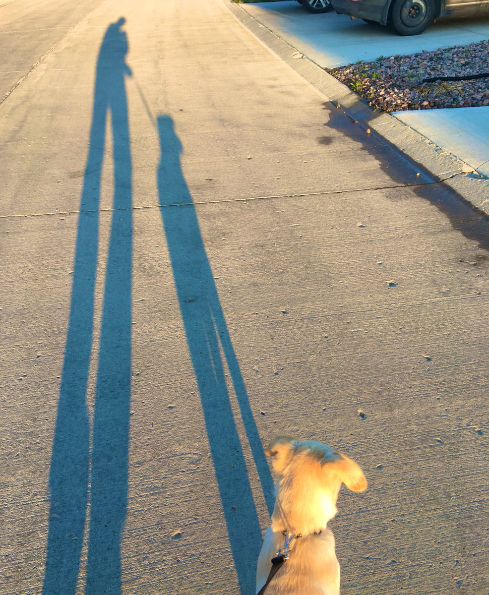 Another sunny morning for a walk with #Chase.  I think he discovered his shadow today 😋🐶

#morningwalk #sagecreek #puppy #woof