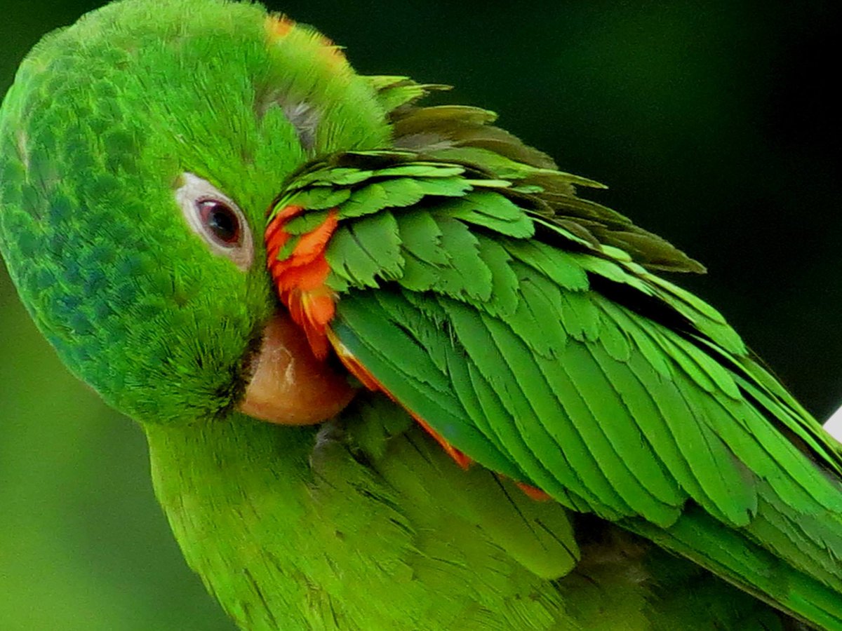 Es recomendable hacerle una revisión anual a tu loro para comprobar que se encuentra en perfectas condiciones. En esta visita, muchos expertos aconsejan hacerle una analítica de sangre y de heces y recortar, en su caso, pico y uñas.