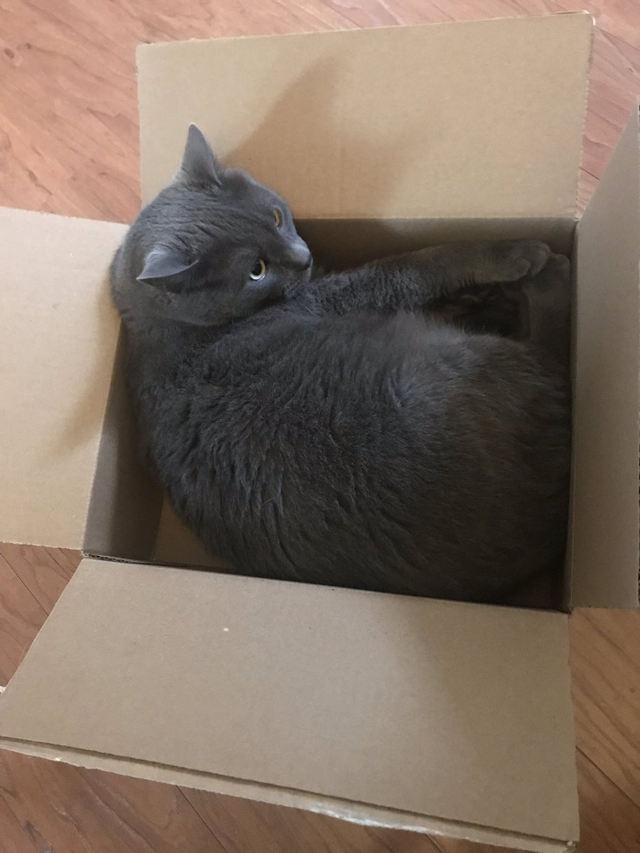 EweOughttaKnow's tweet image. When your chonk falls in love with a box two sizes too small #ChonkProblems @MorrisAnimal