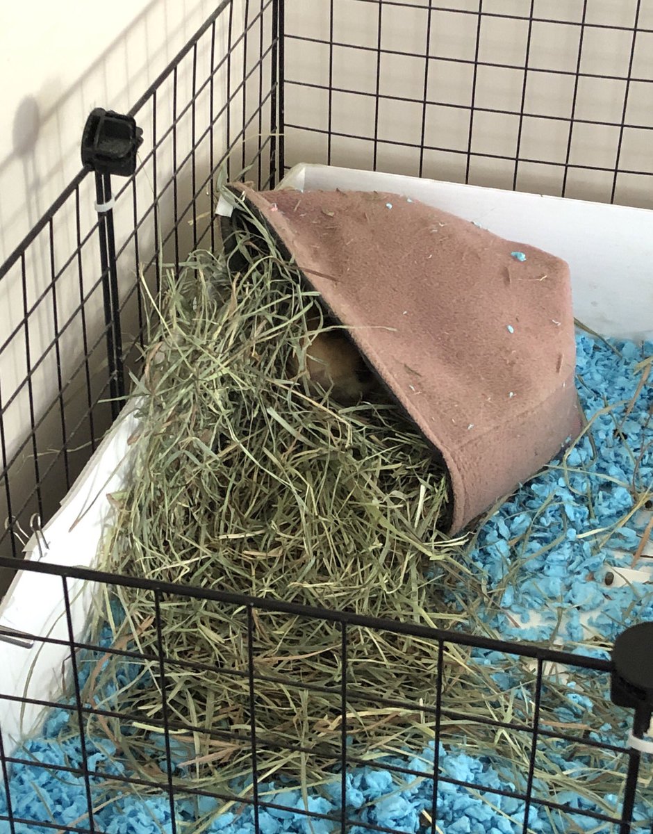 We played hide and seek today and took turns hiding in the hay bag. They’ll never find us here! #spicypig #cavy #guineapig #games