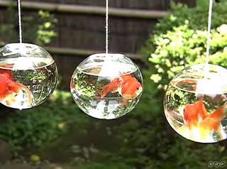 風鈴のように金魚鉢をつるしている「金魚玉」を知っていますか？