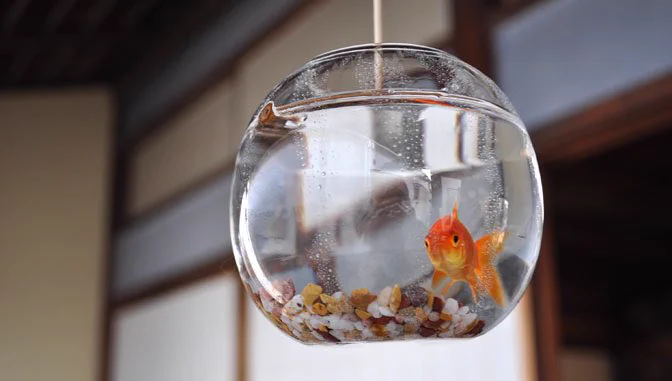 風鈴のように金魚鉢をつるしている「金魚玉」を知っていますか？