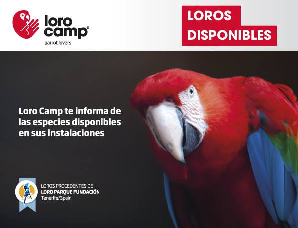 Consulta en nuestra web las especies destacadas disponibles: lorocamp.com/buscador.php?i…