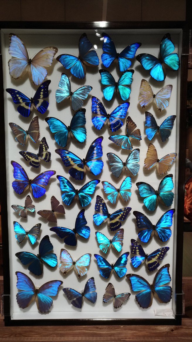 تويتر 金魚草 على تويتر 本日は 多摩六都科学館 で開催の 大昆虫展 に行ってきましたー じゅえき太郎さんのイラストや圧巻の 昆虫標本の数々 生体展示 標本の作り方 絵はゆるいけどガチな虫の生態の説明や甲虫に触れるコーナーもあってとっても充実してました تويتر 金魚草 على تويتر 本日は 多摩六都科学館 で開催の 大昆虫展 に行ってきましたー じゅえき太郎さんのイラストや圧巻の 昆虫標本の数々 生体展示 標本の作り方 絵はゆるいけどガチな虫の生態の説明や甲虫に触れるコーナーもあってとっても充実してました