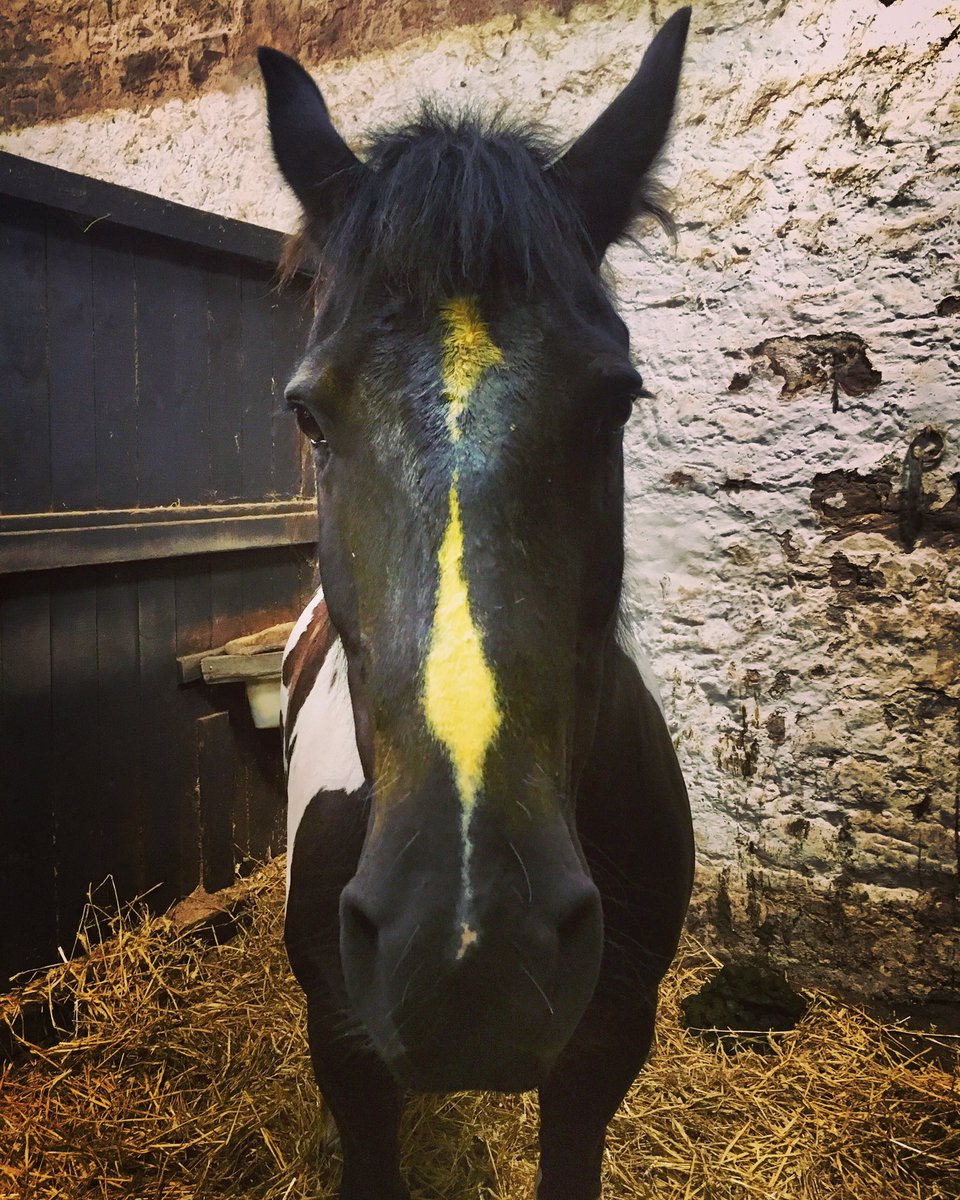 KimmerstonRides's tweet image. This season I will be mostly wearing yellow. #flycream #horses #summerissues