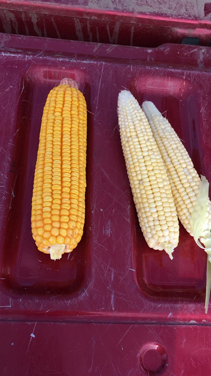 kernel_donna's tweet photo. Right across the road from each other in stark county IL #michlig19 https://t.co/rFaOJ48JCt