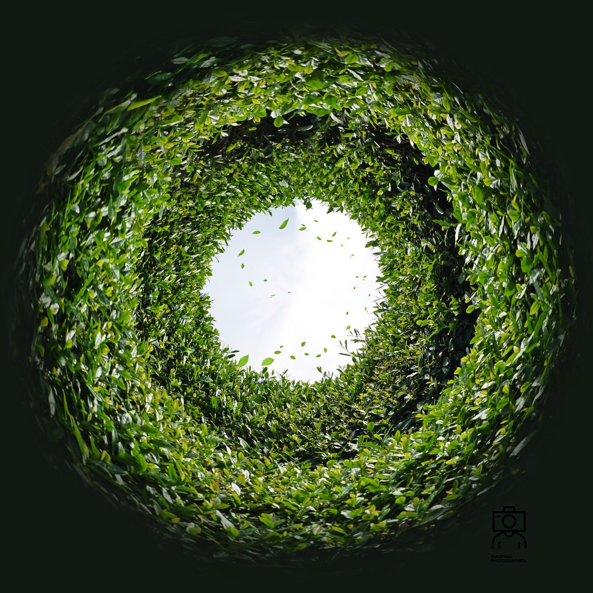 FangluTea tweet media