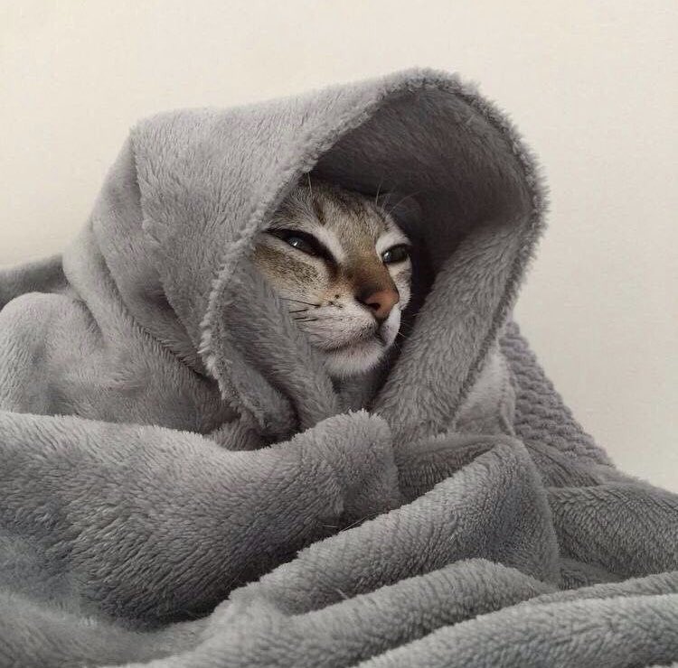 fluffanimals tweet picture
