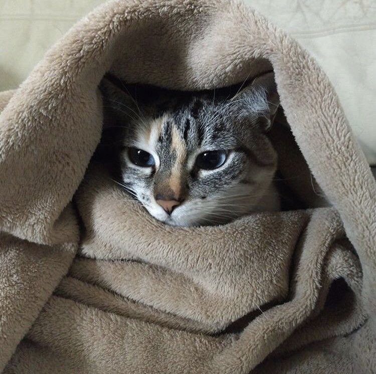 fluffanimals tweet picture