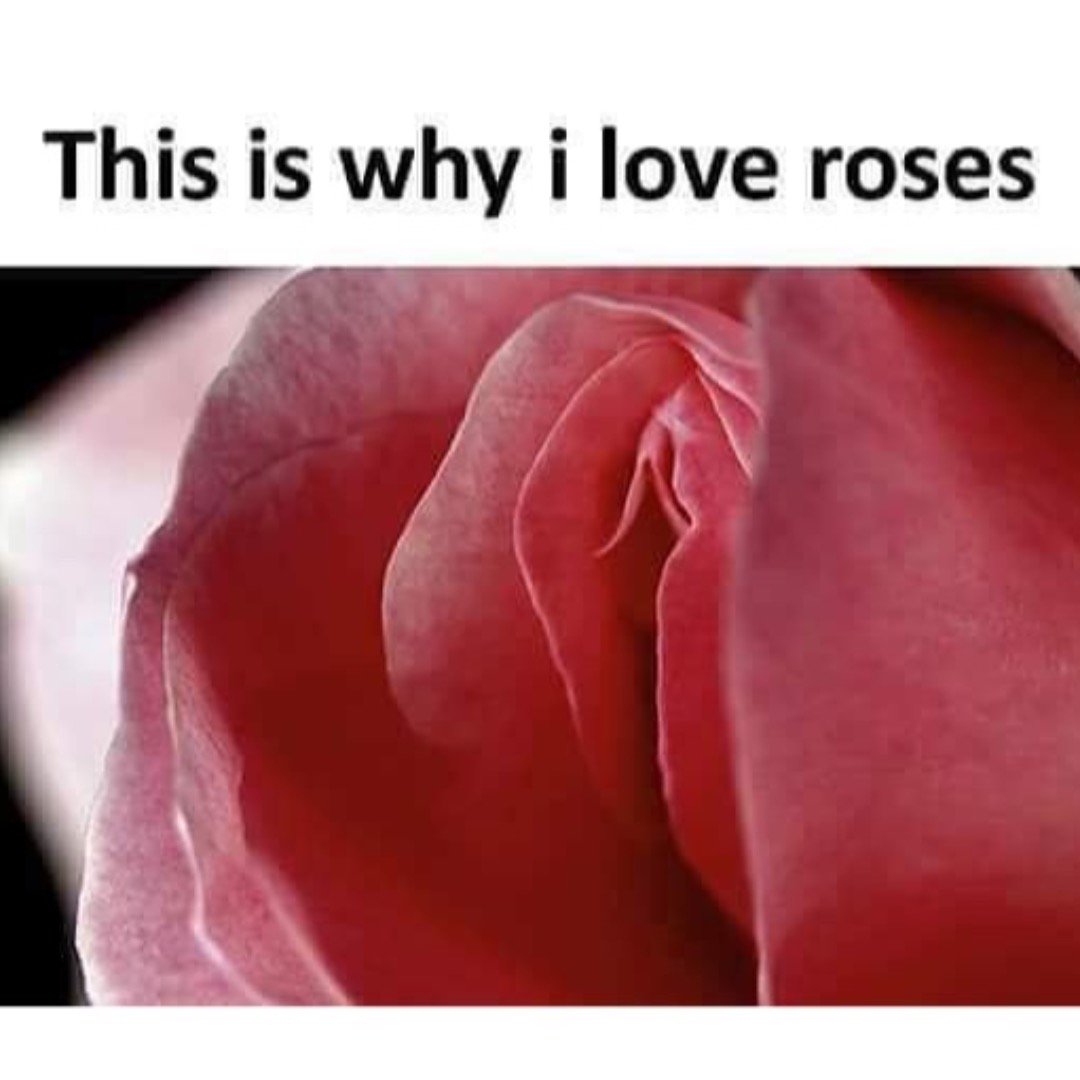 Rachel Starr on Twitter "Roses are my favorite flower! memes roses 