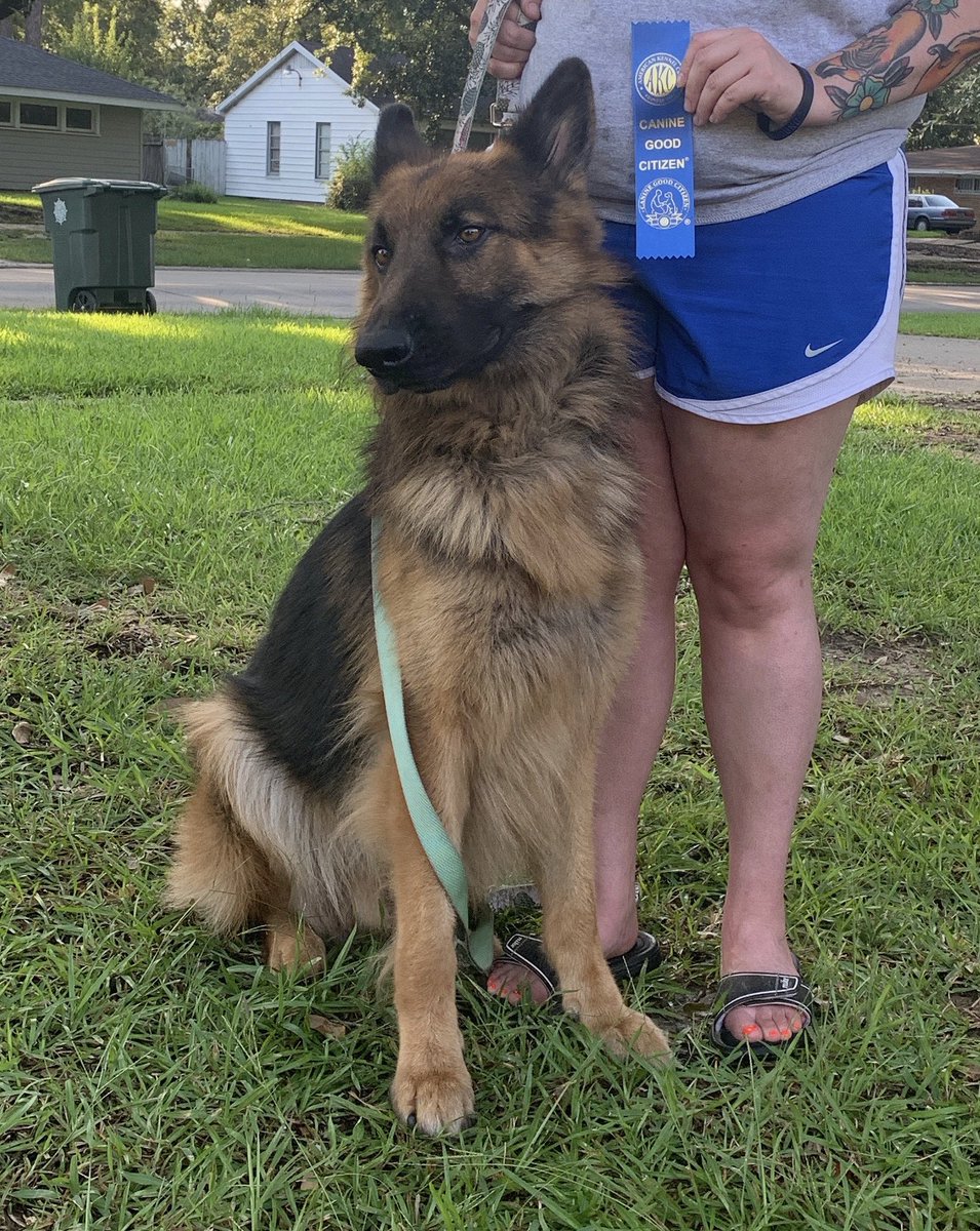 kennel_megan's tweet photo. Good boy Tex earned his first AKC official title #CGC #AKC #GermanShepherd #Adoptandshop #animals https://t.co/MstG002k9r
