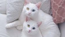 Turkishvanlove1's tweet photo. #turkishva #vanlover #CatsOfTwitter #catlover https://t.co/F2Mr77t2jW