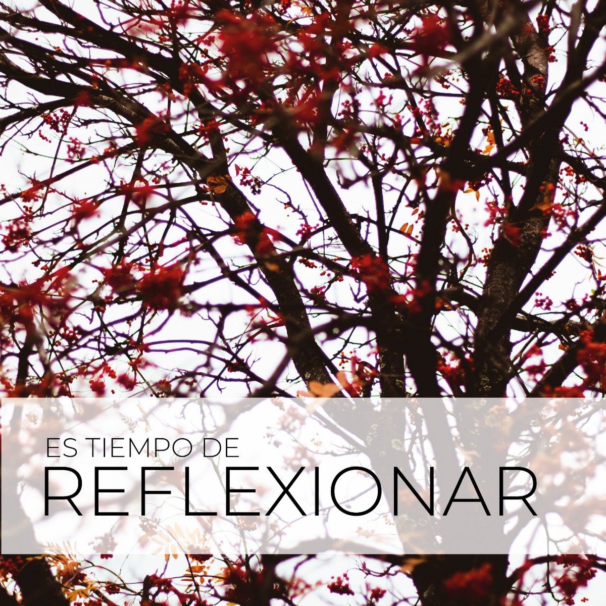 EstudioSimple's tweet image. 29 de agosto Día del Árbol y el Amazonas está quemándose, perdiendo territorio, superficie, vida.
Las #SimpleEstudio creemos que es tiempo de #REFLEXIONAR.
Elegimos preguntarnos cómo y qué podemos hacer para ser responsables, respetuosas y conscientes.

#DíaDelÁrbol #Amazonas