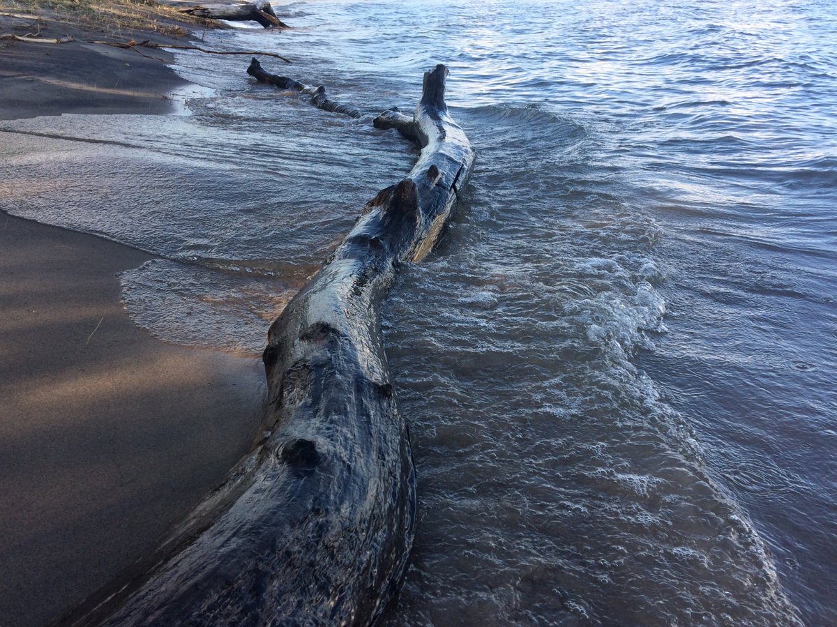 runswstilettos's tweet photo. Shimmer. #driftwood #water #beaches #lakemichigan #greatlakes #habitat #environment #beachwalk #shoremagic #kohlerandrae #sheboygan #coastlines @treesgroup @LindseySlaterTV @TravelWisconsin @visitsheboygan https://t.co/RWL4xPvgQB
