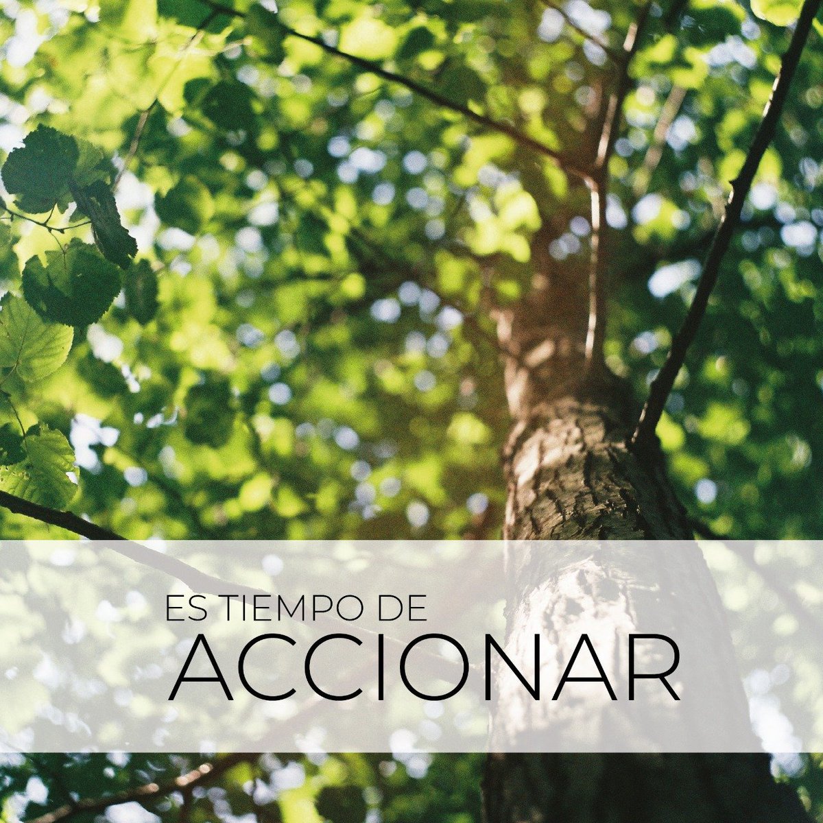EstudioSimple's tweet image. 9 de agosto Día del Árbol y el Amazonas está quemándose, perdiendo territorio, superficie, vida.
Las #SimpleEstudio creemos que es tiempo de #ACCIONAR
Nosotras lo hacemos reduciendo nuestra producción de residuos, separando nuestra basura.

#DíaDelÁrbol #ElegíSimple  #Amazonas