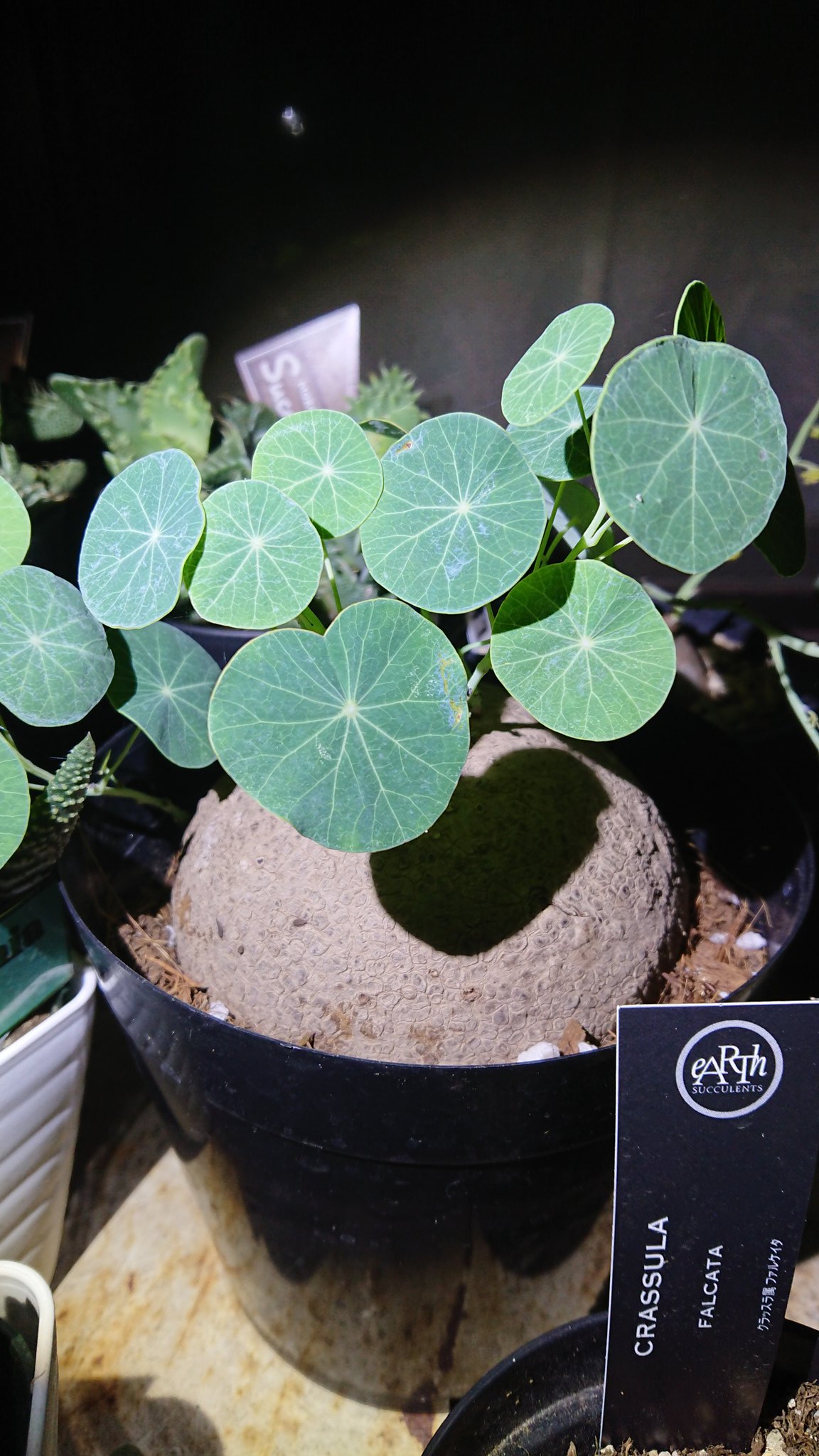 ラシクサク でっかい方のステファニアはあんまり動きなし 小さい方のステファニアは花ばっかりだったのに丸い葉っぱが出てきた気がする エレクタとピエレイは葉っぱが丸いけど違いがわからん うちの子はどっちだ T Co 12oorf3rgj Twitter