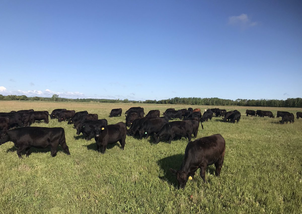 EdieCreekAngus's tweet photo. Yearling hfrs have done well this summer. They are still on first pass grass. Bulls get pulled this week. There will be 20 at our Bull Sale March 14th, 2020. #Angus #EasyKeeping #ForageDeveloped https://t.co/YzoibV2VrL