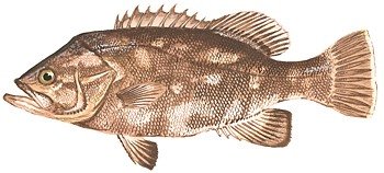 SAFMC's tweet photo. The annual seasonal closure for recreational harvest of #bluelinetilefish, #snowygrouper, and #wreckfish begins September 1, 2019.
Visit our website to learn more about species specific regulations: https://t.co/yLyIKIZ4e2 https://t.co/dvI0dhvh58