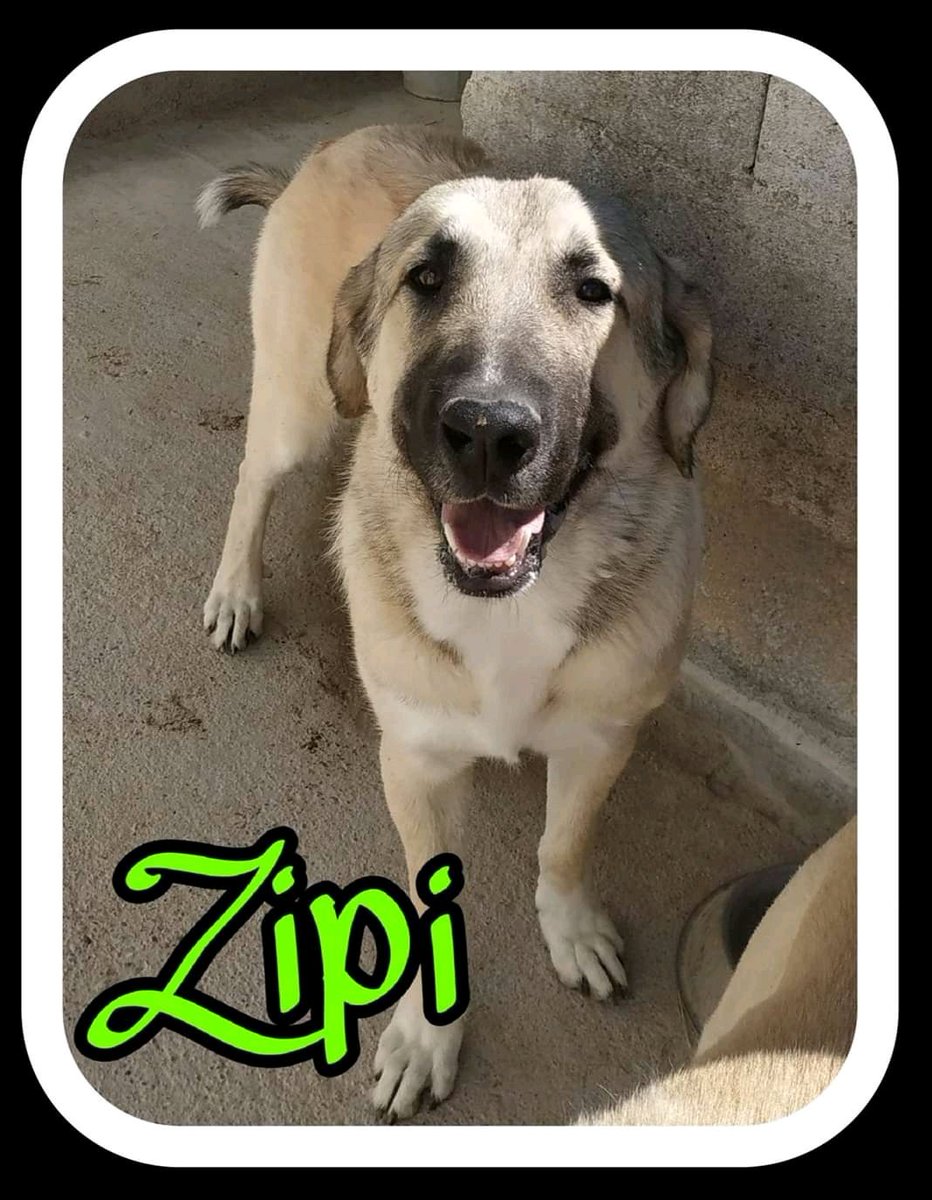 elarcadezeus's tweet photo. Zipi, abandonado junto a su hermano Zape, en busca también de una segunda oportunidad. Ven a conocerle, no te arrepentirás ❤️ #mastin #ADOPT https://t.co/ZRrnyp7U26