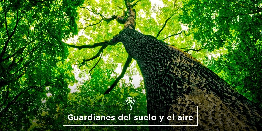 redcame's tweet photo. Además de embellecer paisajes y ciudades, los árboles tienen funciones vitales como oxigenar el ambiente, mitigar el calentamiento global y proporcionar alimentos. Es compromiso de todos cuidarlos y respetarlos. Si sembrás un árbol, sembrás vida 🌳🌲 #DiaDelArbol #CAMESUSTENTABLE https://t.co/QZx0RMe3ih