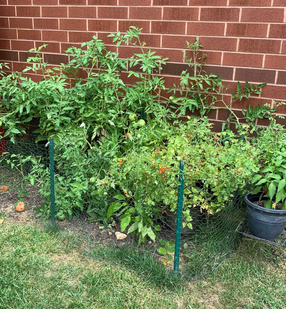 AppliedControls's tweet image. Check out the company garden growing bigger everday!